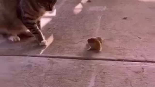 Funny And Cute Cat Videos 2021😹Funny Cat Moments ❤️