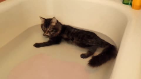 THE CAT IS BATHING IN THE BATHROOM