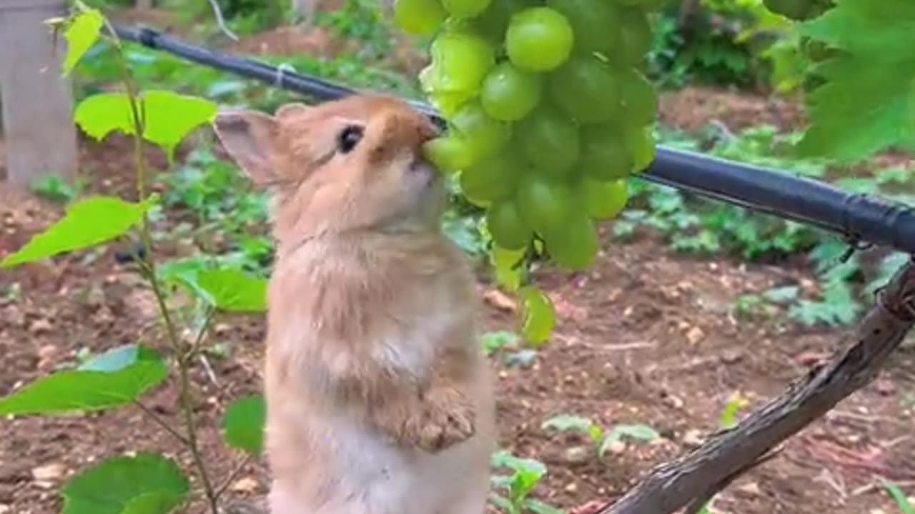 The cute bunny munches on grapes.