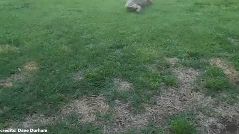 Animals Reunited With Their Owners After Years!