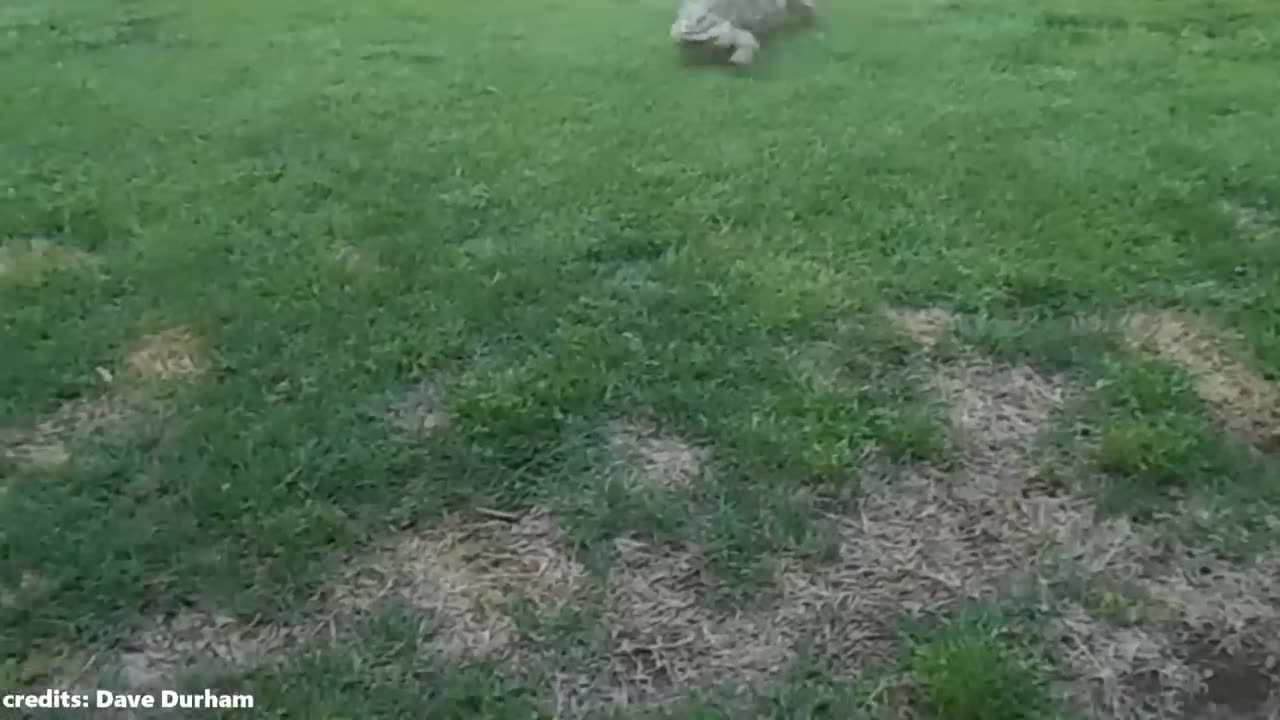 Animals Reunited With Their Owners After Years!