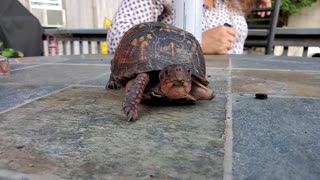 One arm box turtle