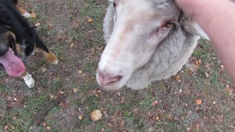 Woman gets knocked over by overly-friendly lamb