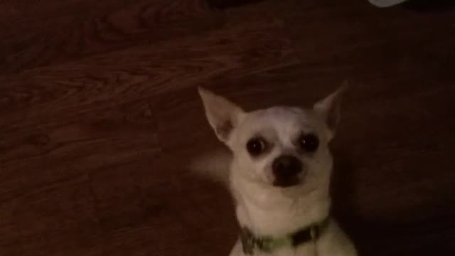 Cha cha chihuahua