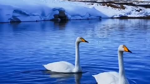 white swan swimming