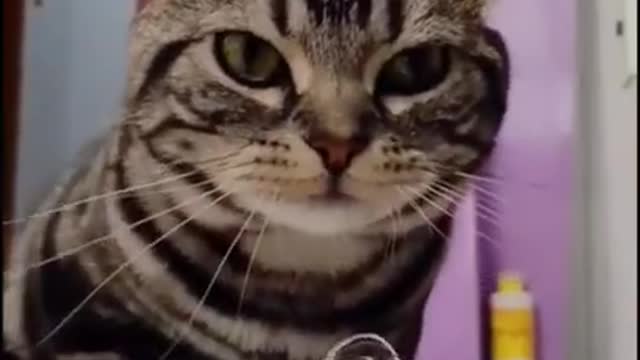 Cute Cat Drinking from the Water Fountain