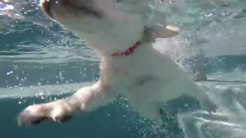 LABRADOR MOM TEACHES HER PUPPIES TO SWIM