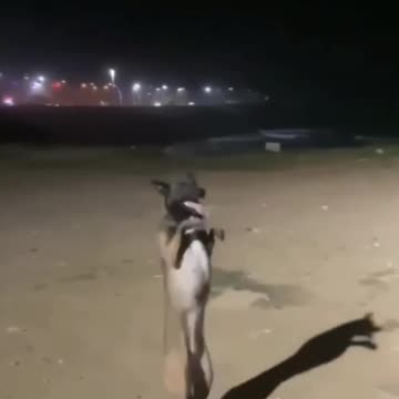 Cute dog dance|funny dog dance