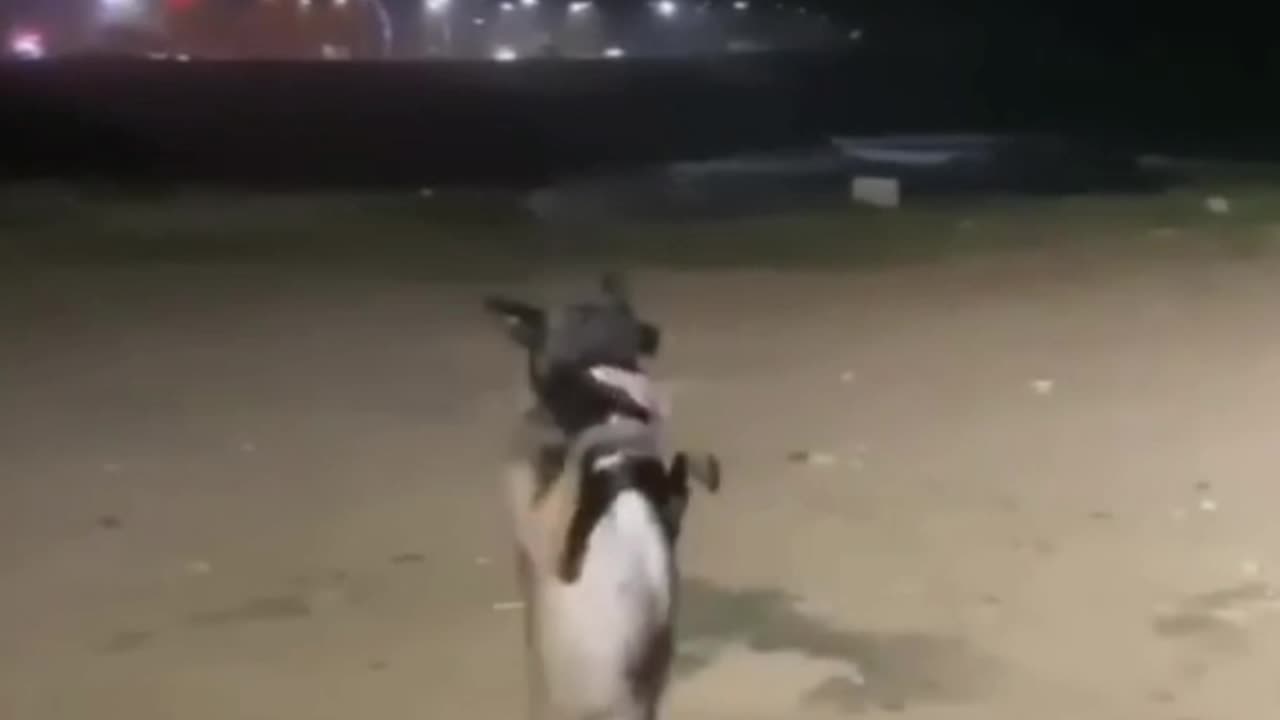 Cute dog dance|funny dog dance