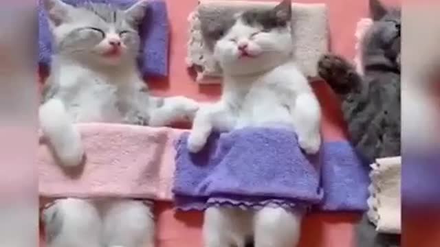 Funny Cats Try Not To Laugh Challenge Best Funny Animal Compilation