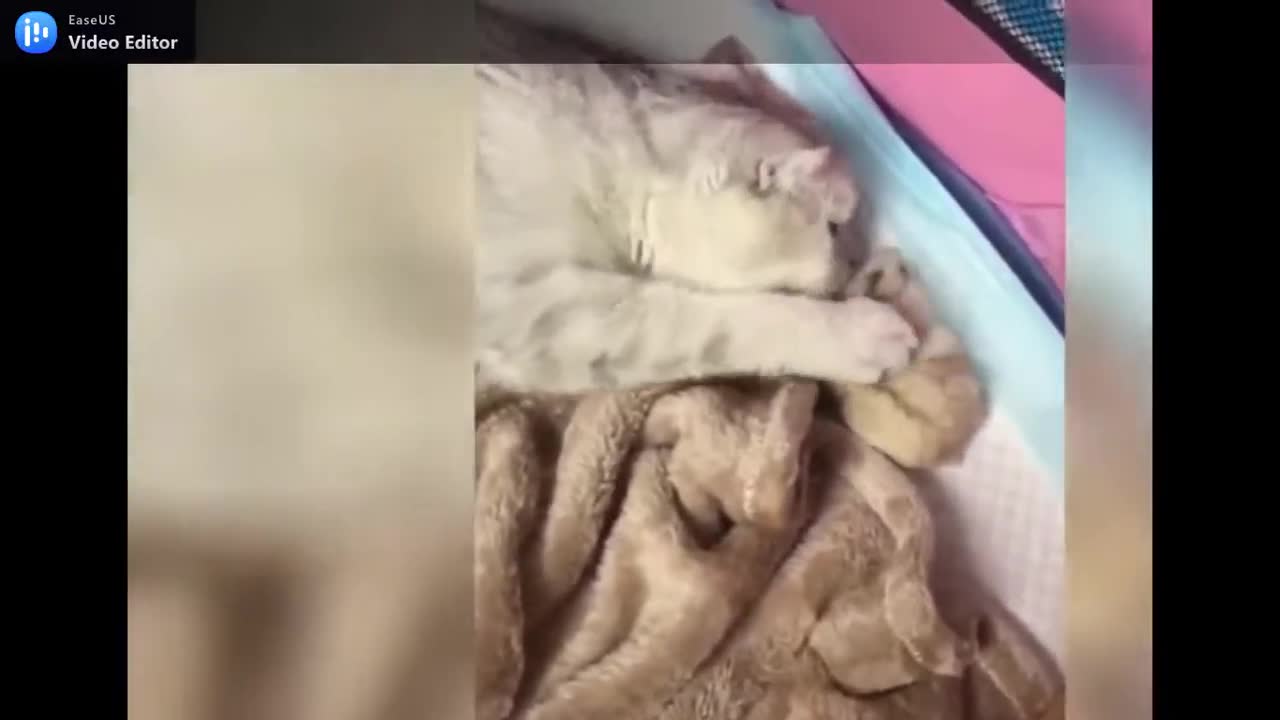 VIDEO DE GATITTOS TIERNOS Y GRACIOSOS