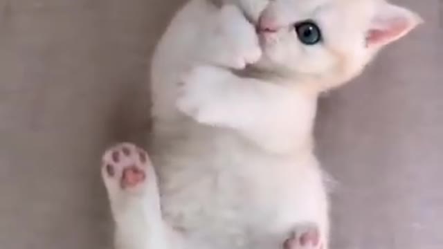 Cute and funny baby cute video compilation my cute cat