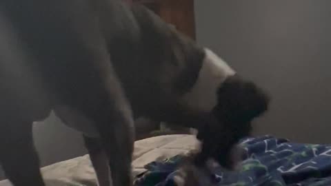 Rocky Has to Find Exactly the Right Spot for Him to Lay Down