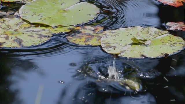 frog dive in to water slow motion