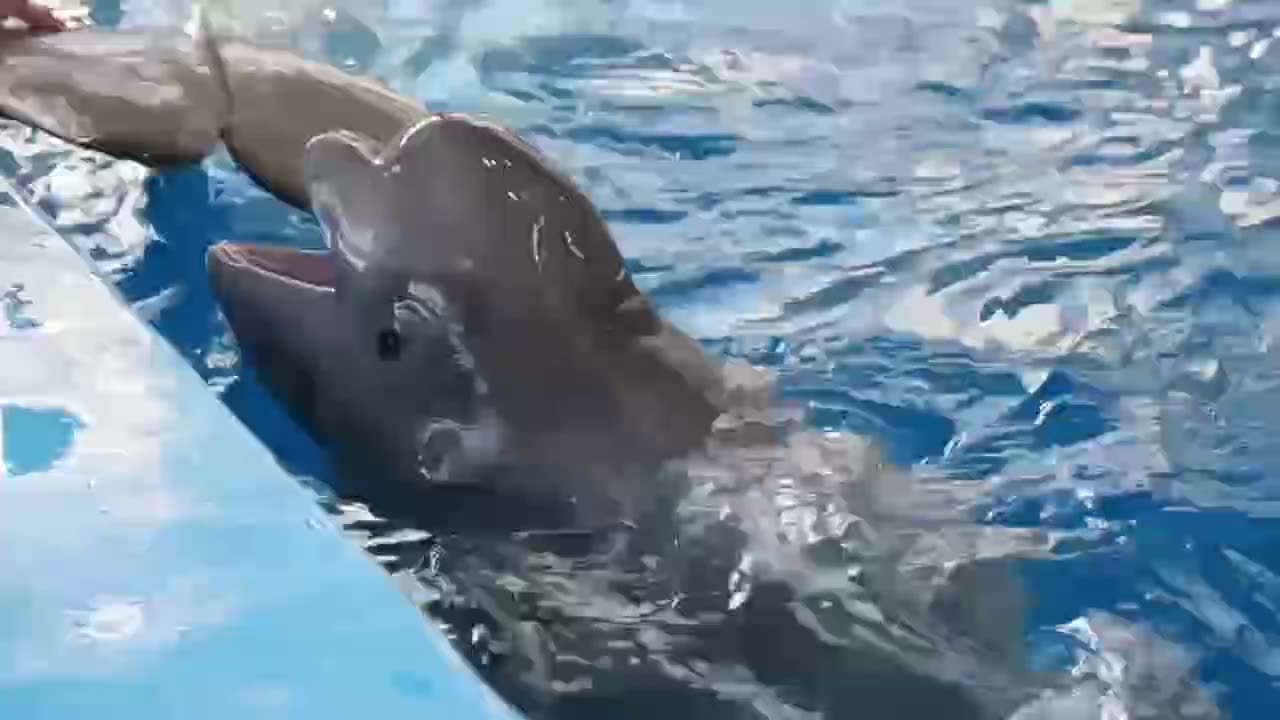 Playful beluga whale