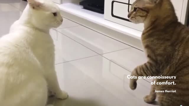 The Talking Cats