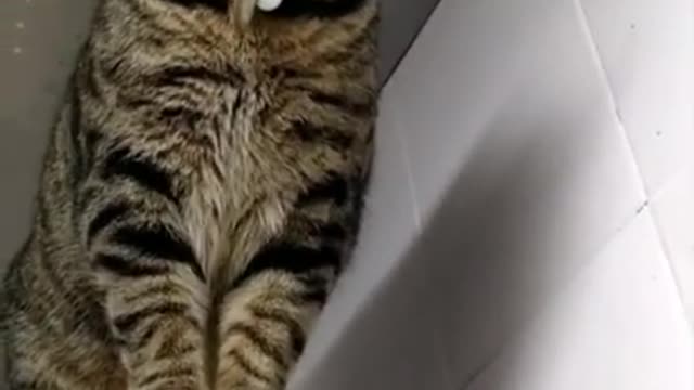 Cute Cats and Funny Animals Compilation 😹 Try Not To Laugh Challenge - Cute Cat 094