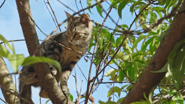 cat on the tree