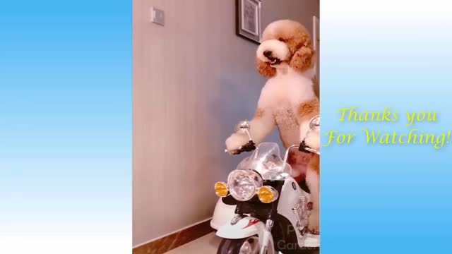 adorable cats kittens dogs puppies compilation of the month