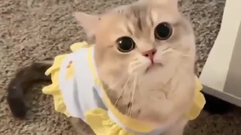 Cute baby cat 😍😘