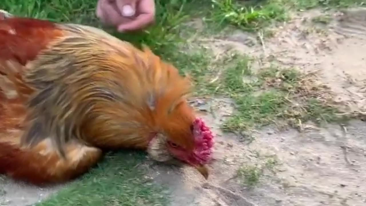 How To Hypnotize A Rooster