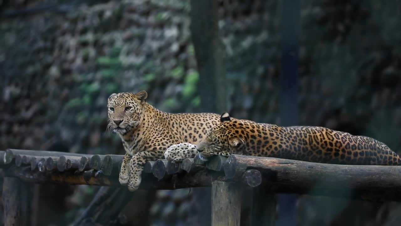 Forest leopard