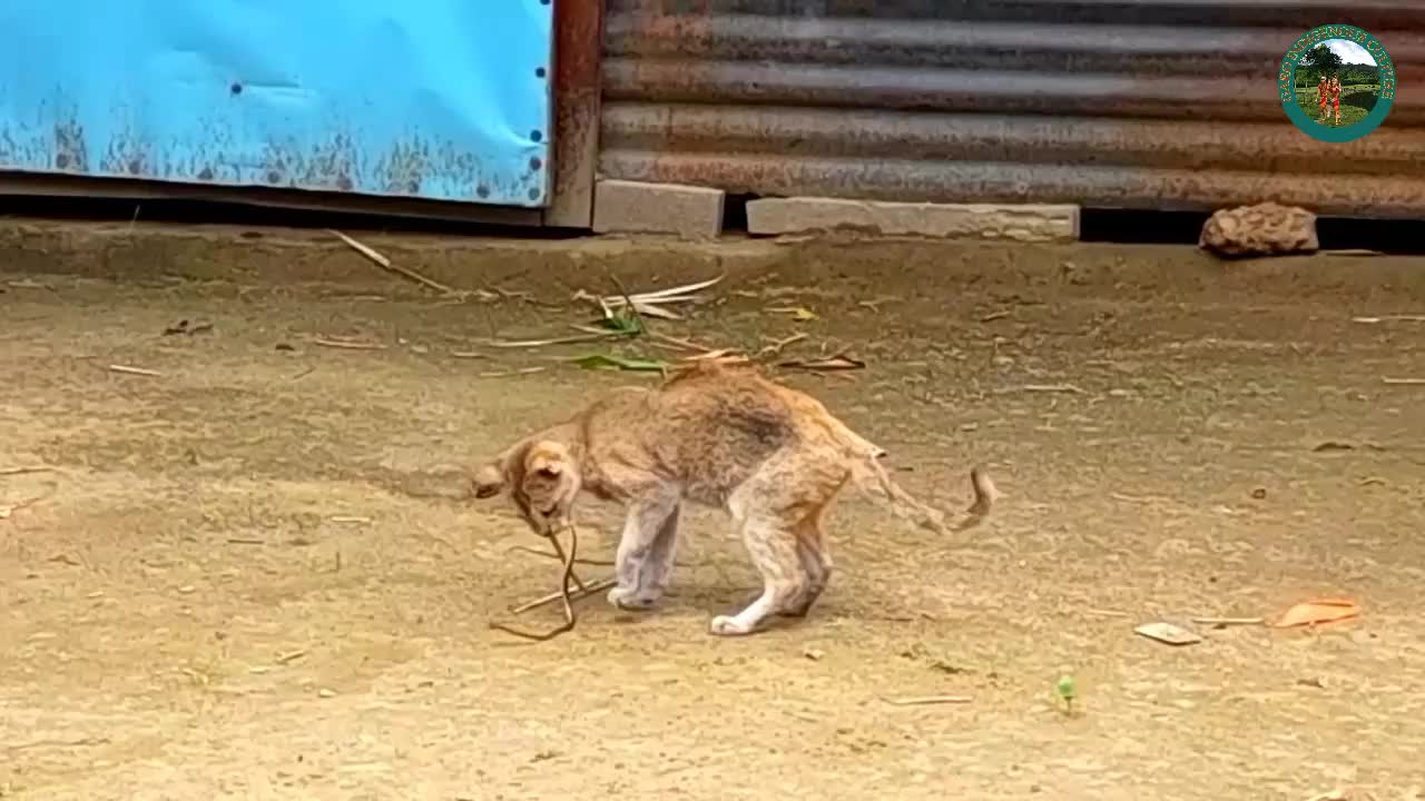 cat vs snake