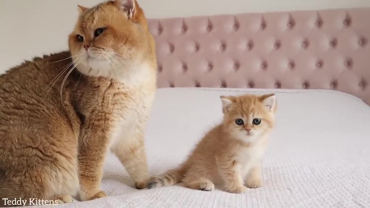 William the cat carefully checks his kitten named Monroe. Is she his or not?