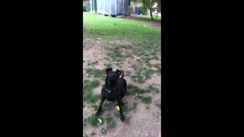 Dogs fail