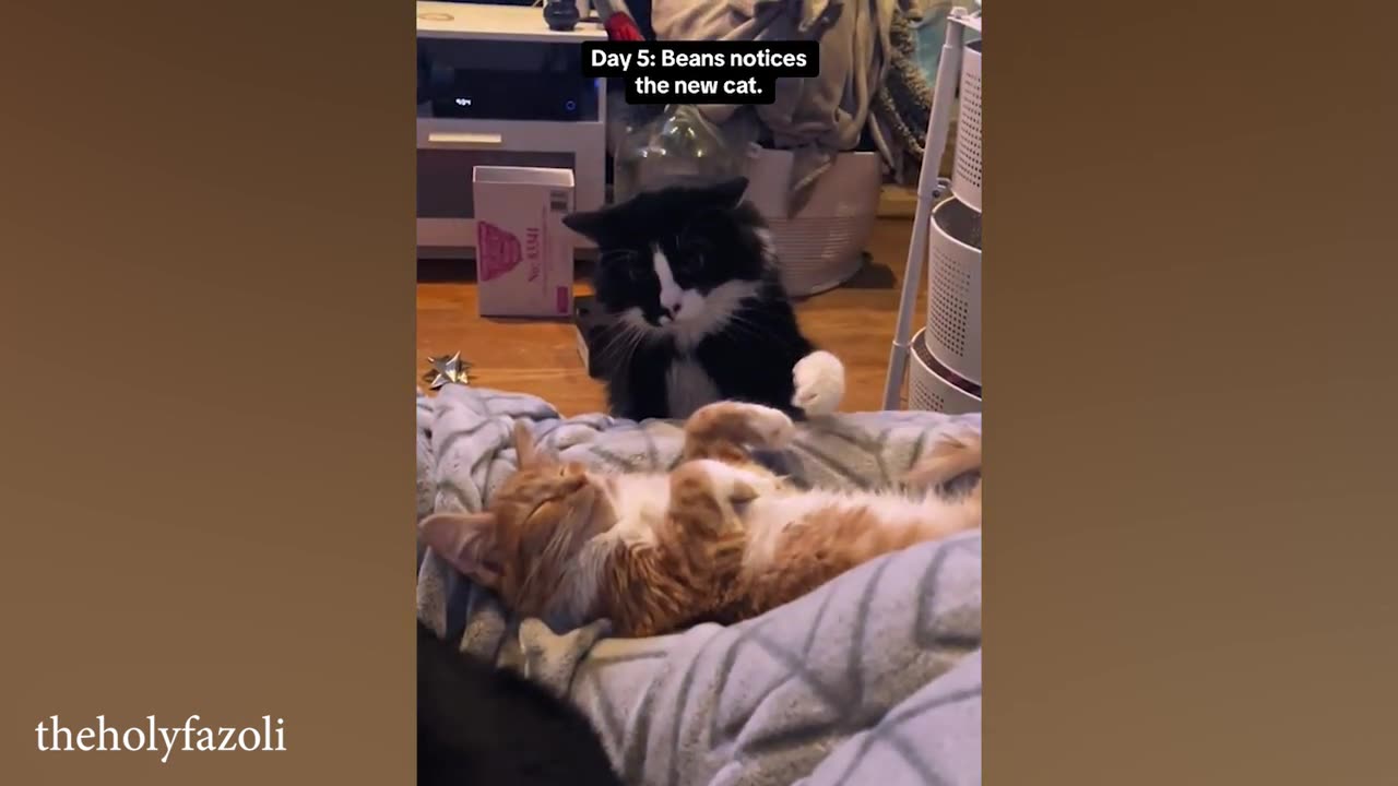 Funny Animal Video