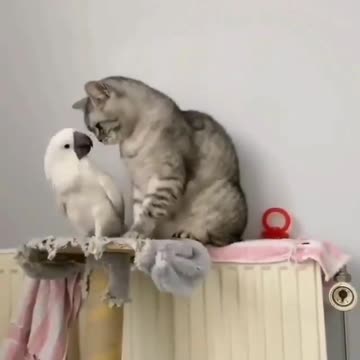 Oh my GOD, cat & parrot are making love😍🐈🦜