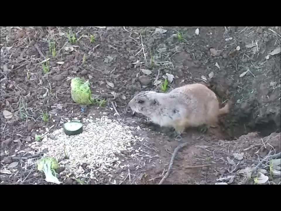 ❤ Feeding Prairie Dogs, Part II 😊