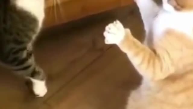 The cute cat lay down in fear
