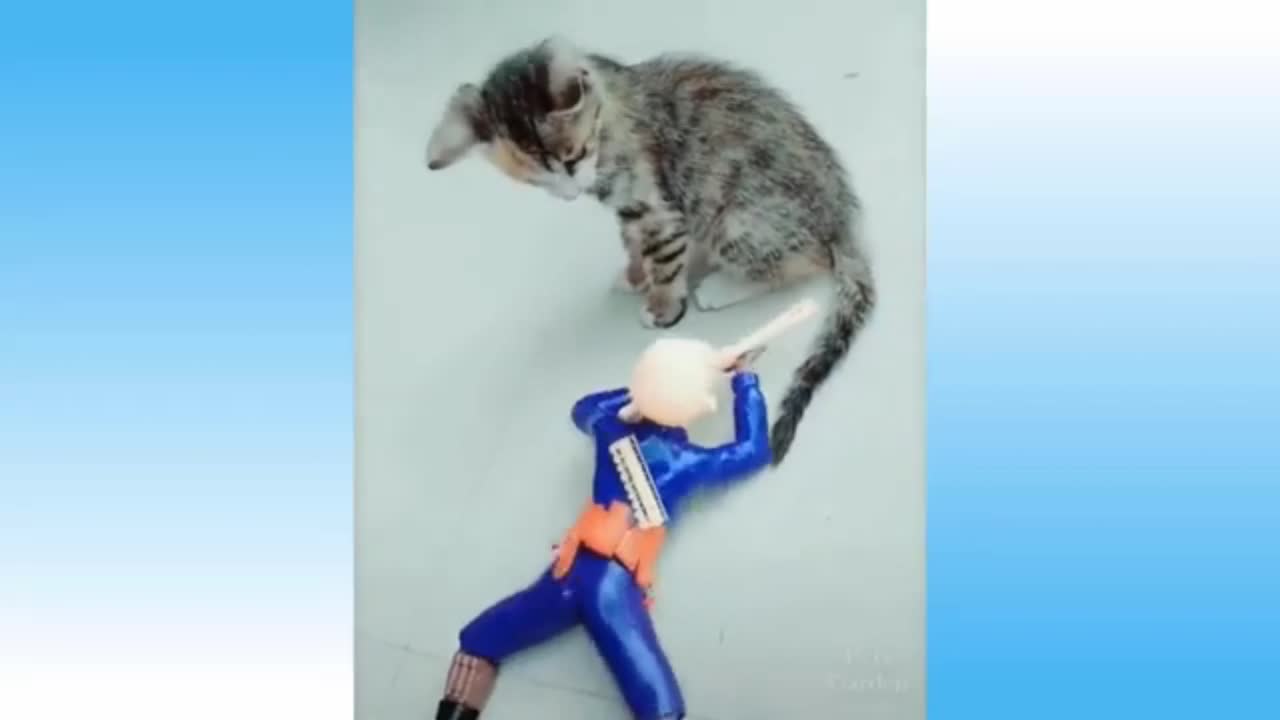 The Best Funny Video of Cats Part 8, funny cute cats moments