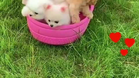 Little Puppies