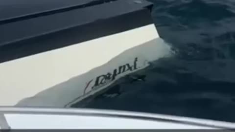 Terrifying moment angry whale capsizes boat off New Hampshire coast with sailors on board
