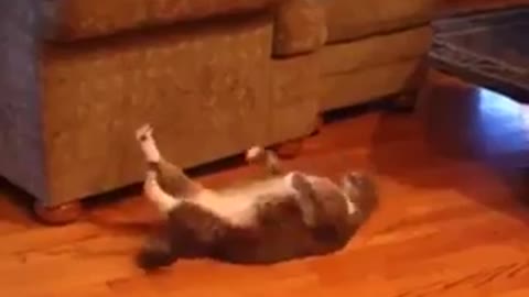 cat who loves to exercise