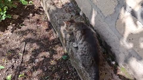 I gave meat to a street cat. I feed all the stray cats that come my way.