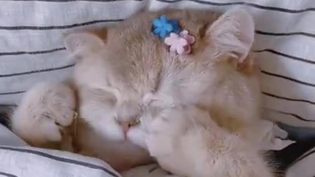 Cut Babty Cat Sleeping