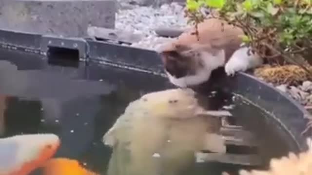 The fish kisses the cat