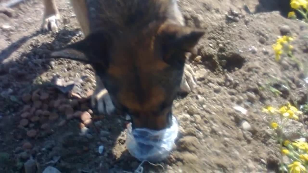 People Said This Dog Was Guarding Her Owner’s Grave, But One Rescuer Uncovered A Stunning Secret