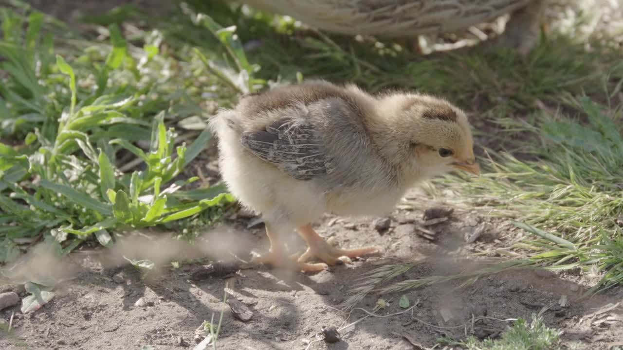 Little chick eating close up