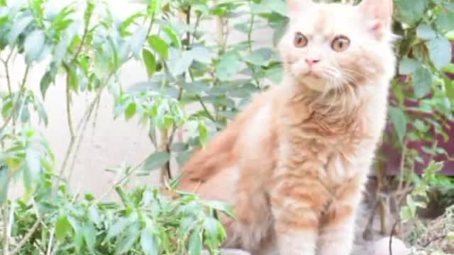 cat video-cute cat video #shorts #beautiful #animal #sweet