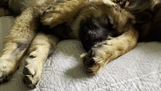 Shepherd Siblings Share Cuddles on Bed