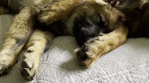 Shepherd Siblings Share Cuddles on Bed