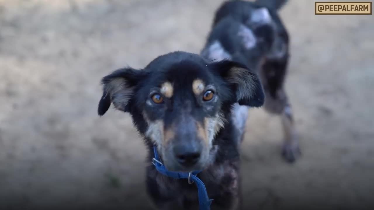 dogs Rescue helping dogs