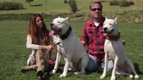 10 Most Dangerous Dog Breeds in the World that you must Know