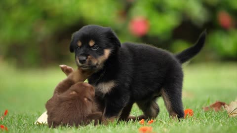 Little puppy dogs having fun