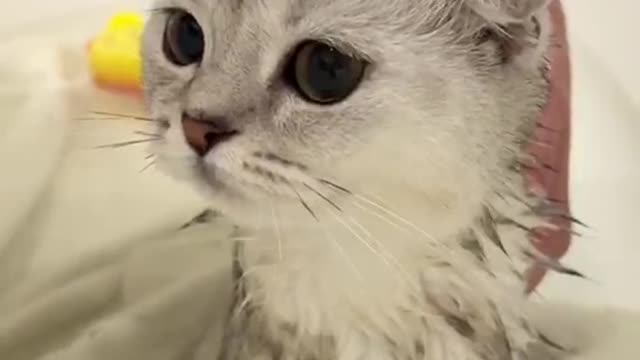 Kisatakesabathforthefirsttime#pet