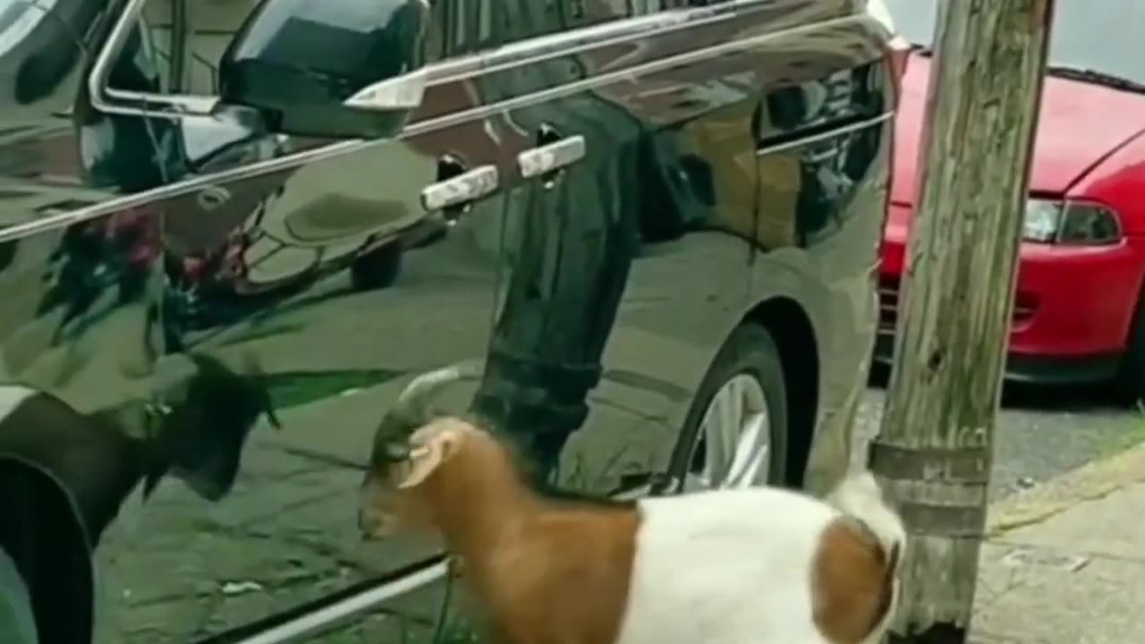 cool animals